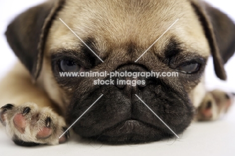 tired Pug puppy