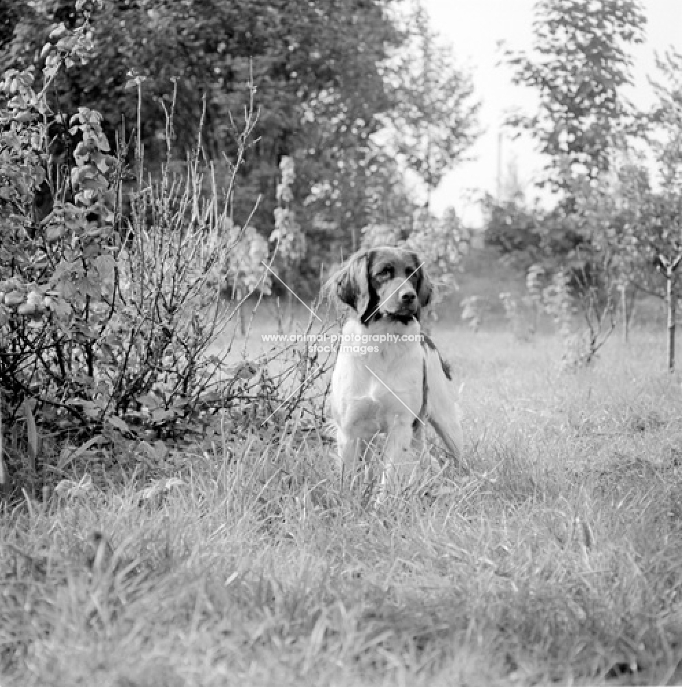 dutch partridge dog in grass