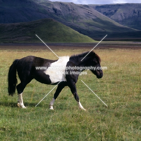 Iceland horse at Kalfstindar