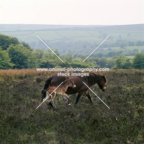 Exmoor mare with her foal on Exmoor