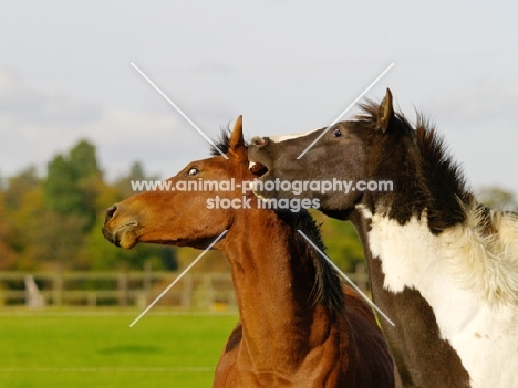 Brown and Piebald horse