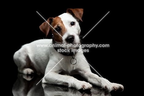 jack russell terrier looking straight at camera
