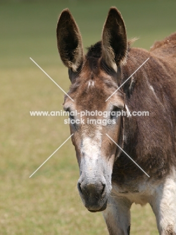 Donkey looking at camera