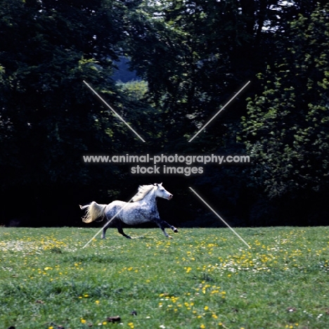 welsh mountain pony mare galloping in field