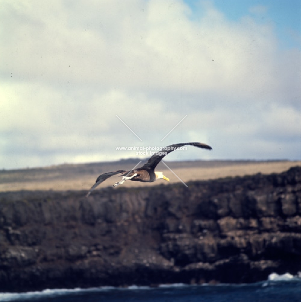 waved albatross flying towards hood Island, galapagos islands