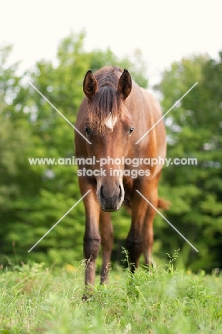 Appaloosa front view