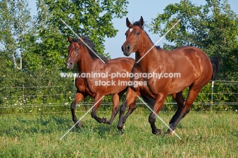 two bay Quarter horses