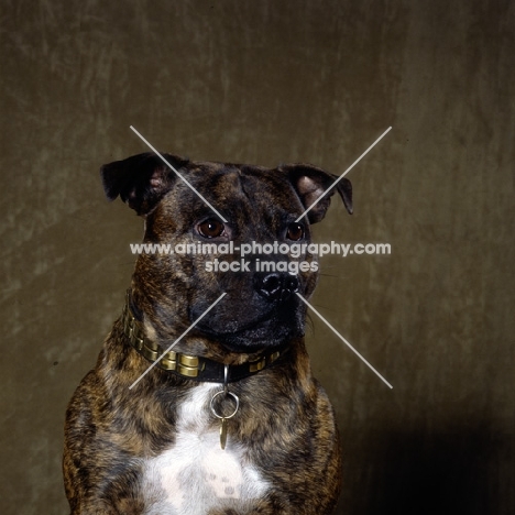 Staffordshire bull terrier with dark background