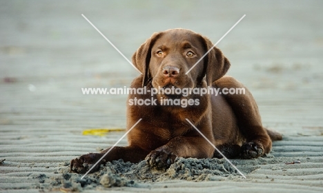beautiful chocolate Labrador puppy resting on beach