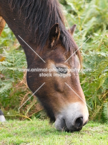 Exmoor pony grazing