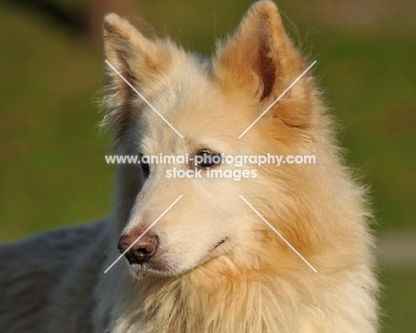 light coloured German Shepherd Dog