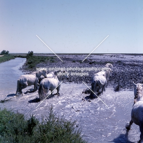 group of Camargue ponies walking through water