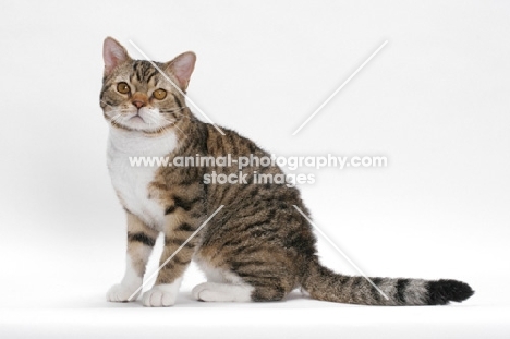 American Wirehair, Brown Mackerel Tabby & White, sitting down