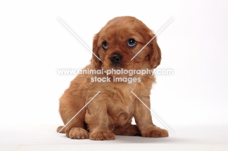 ruby Cavalier King Charles puppy