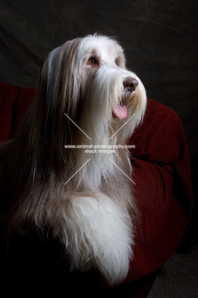 fawn bearded collie lying on red couch