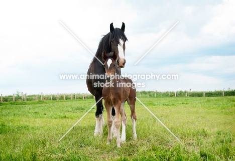 two shire horses in green field, one foal
