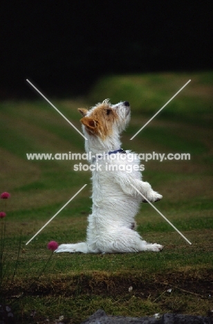 undocked jack russell terrier begging