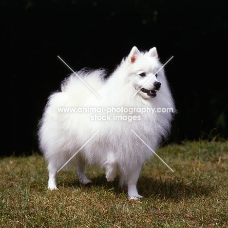 japanese spitz with one foot up