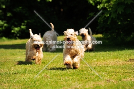group of irish soft coated wheaten terriers running