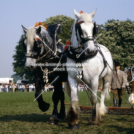 shire horses in musical drive at a show, 