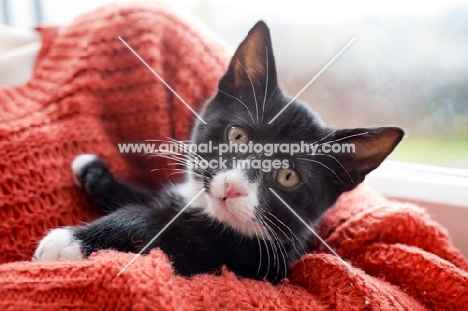 black and white kitten in the arms of owner in bright orange jumper, looking at camera