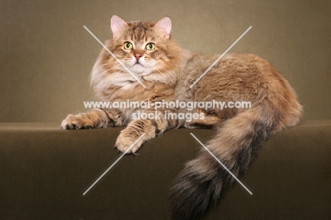 Siberian cat, lying down