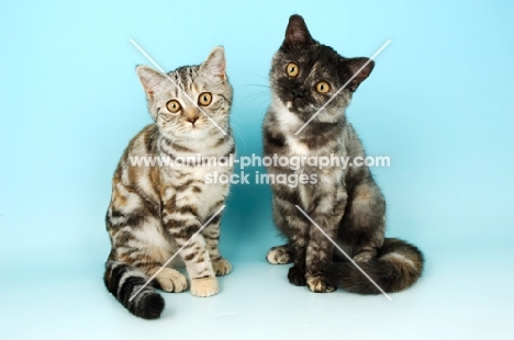 two young british shorthair cats, tortie smoke (right) and tortie silver tabby (left)