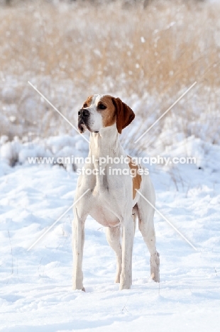 Pointer in snow