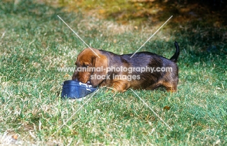 wirehaired dachshund puppy chewing a shoe