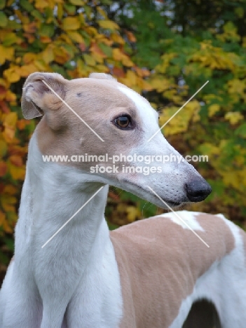 greyhound, ex racer, all photographer's profit from this image go to greyhound charities and rescue organisations