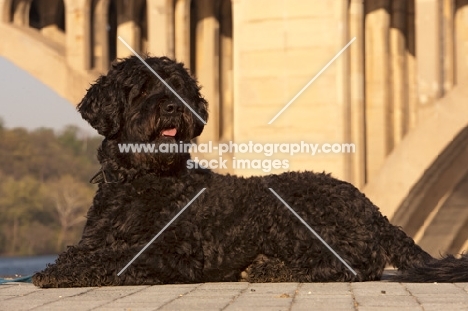 black Portuguese Water Dog, lying down