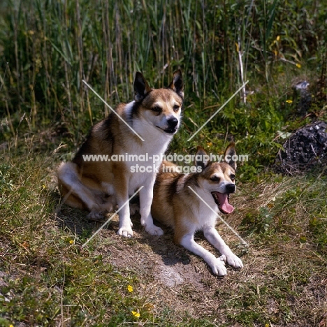 lundestuens festue, lundestuens jarnsakse, lundehunds showing dewclaws