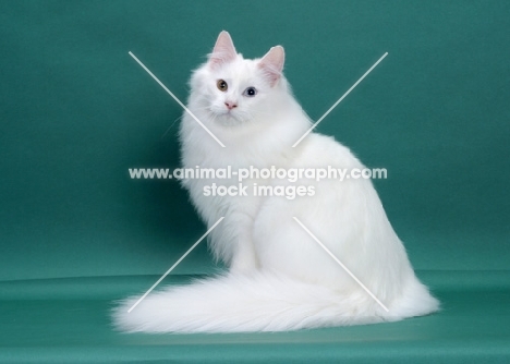 White Odd Eyed Norwegian Forest Cat