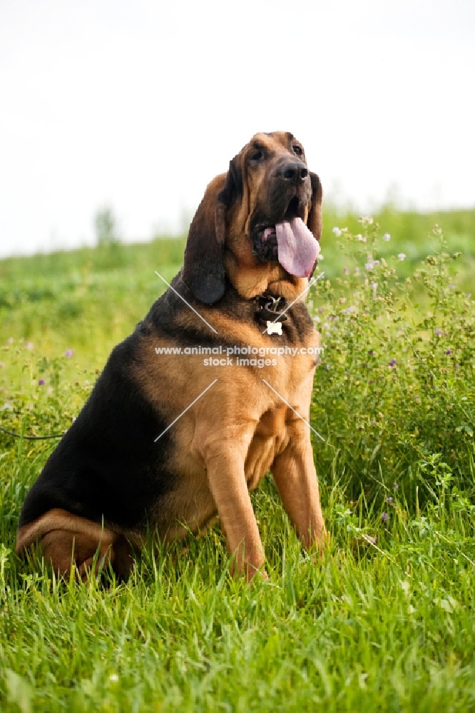 Bloodhound sitting with tongue hanging out in grassy field