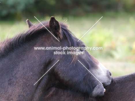 Exmoor Pony grooming back