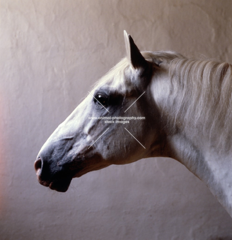 Pluto Alda, portrait of a Lipizzaner stallion in his loose box at piber