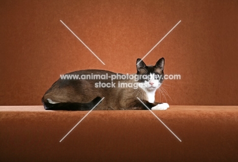Snowshoe lying on brown background