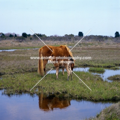 Chincoteague pony with her foal on assateague Island 