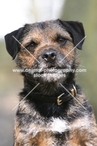 Border Terrier portrait