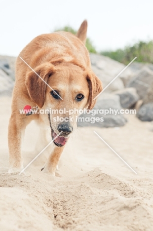 dog walking on sand