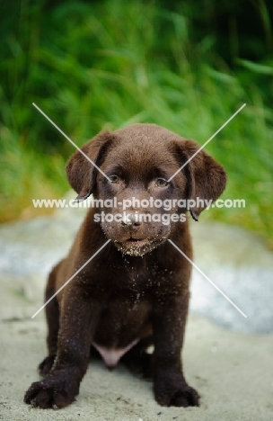 Chocolate Labrador Retriever puppy sitting on beach with sand on face.