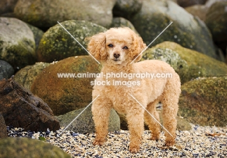 apricot coloured toy Poodle