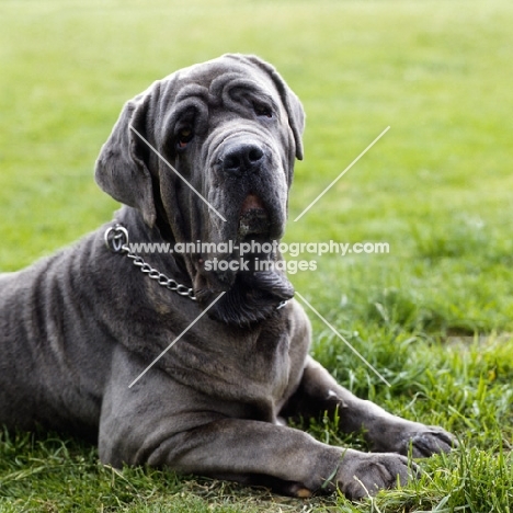 neapolitan mastiff lying on grass