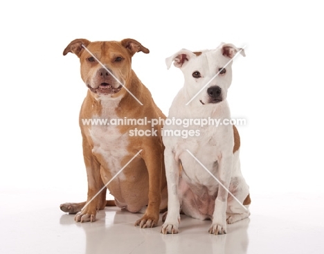 two friendly looking American Pit Bull Terriers