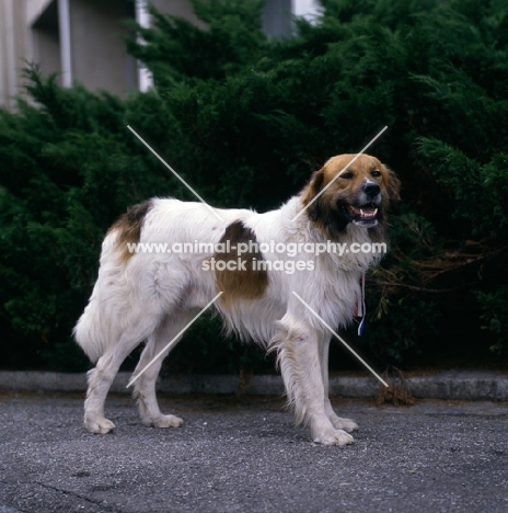 champion dar faranda loucka, czech mountain dog, cesky horsky, at a show