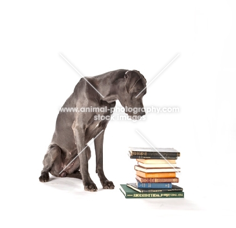 Great Dane, looking at books