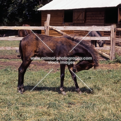 hopstone banafsheh, caspian pony foal at hopstone stud, 