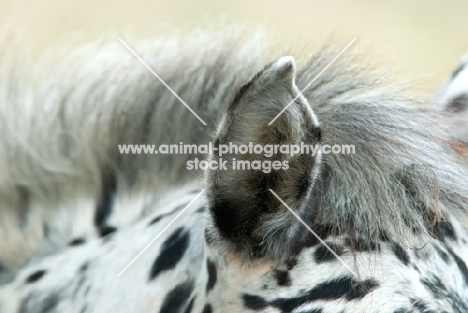 close up of horse ear