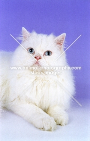 blue eyed white Persian on purple background