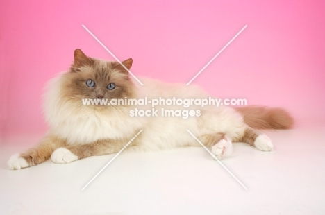 Lilac point Birman cat, lying down